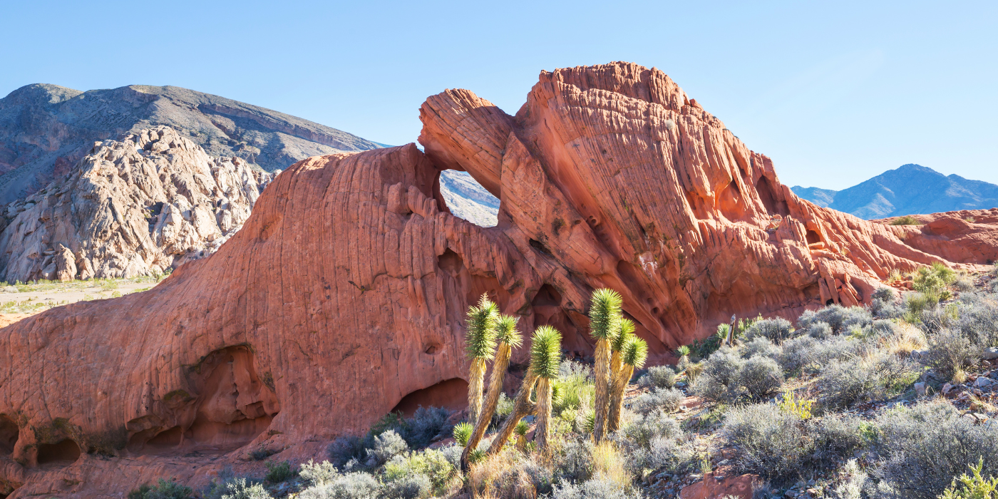 NP Joshua Tree, California, SAD