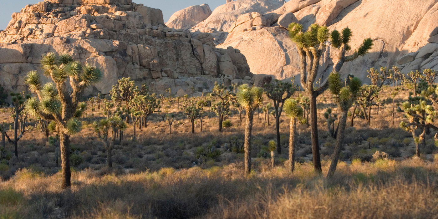 NP Joshua Tree, California, SAD