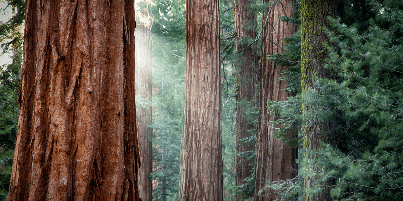 NP Yosemite, California, SAD