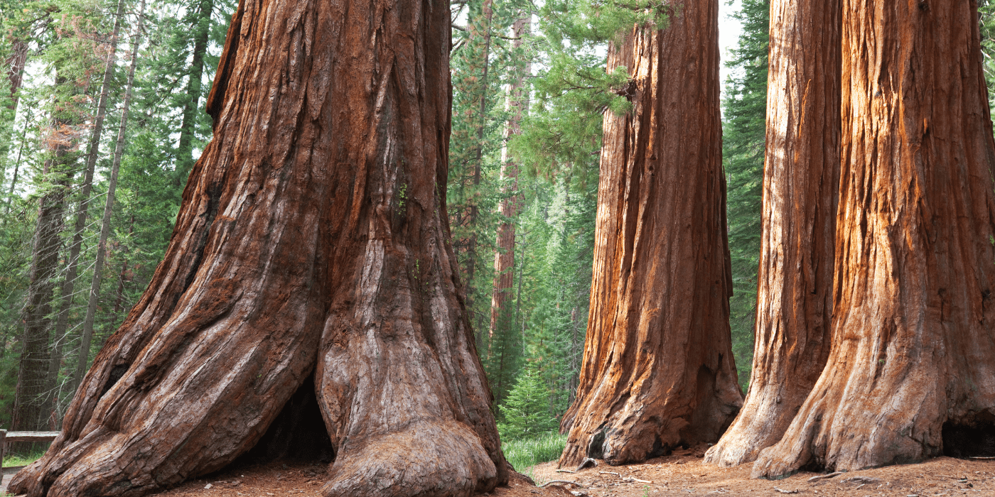 NP Yosemite, California, SAD