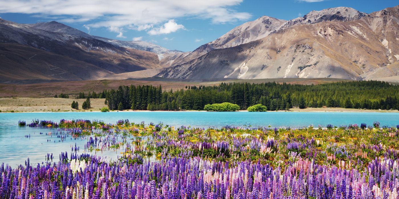 Jezero Tekapo, Novi Zeland