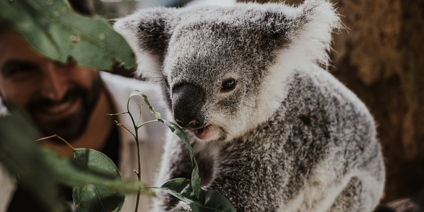 Koala