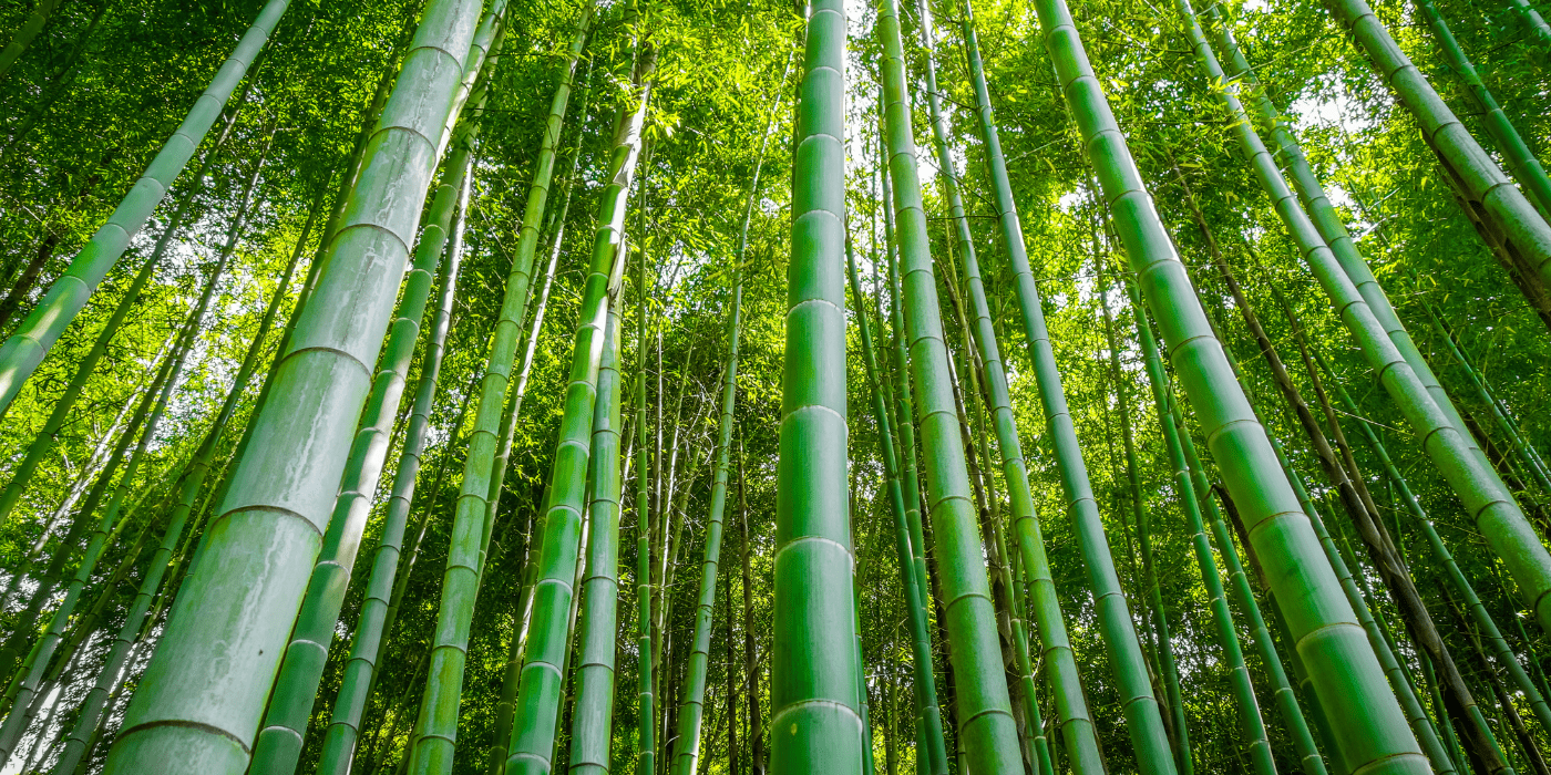 Šuma bambusa, Arashiyama, Japan