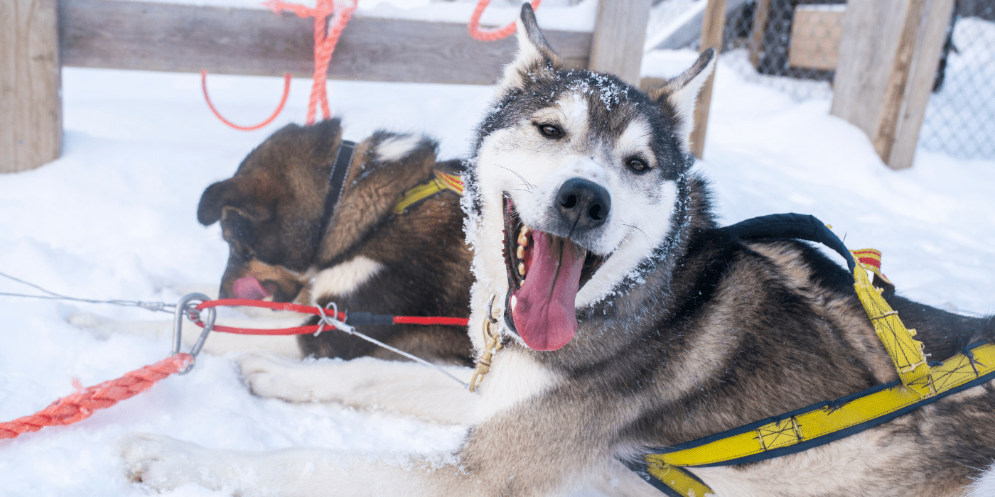 Haskiji, Kirkenes, Norveška