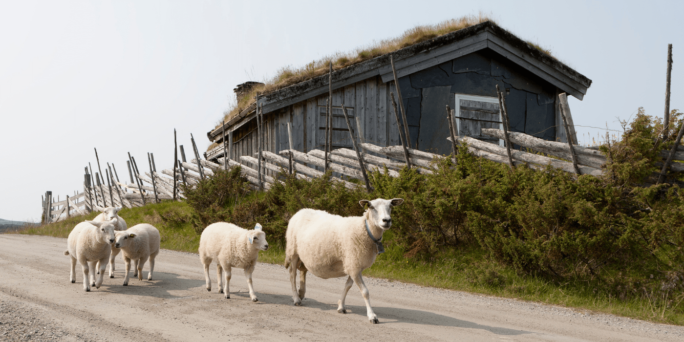 Peer Gynt, Norveška