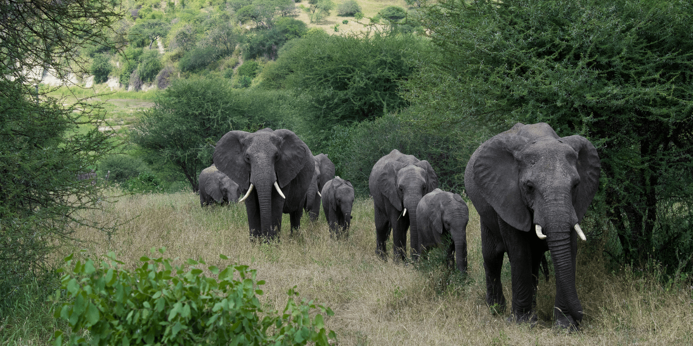Safari NP Mikumi, Tanzanija
