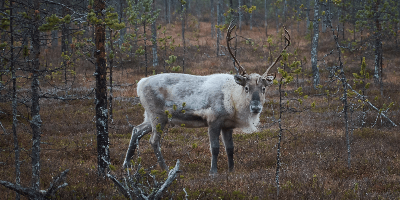 Sob, Rovaniemi, Finska