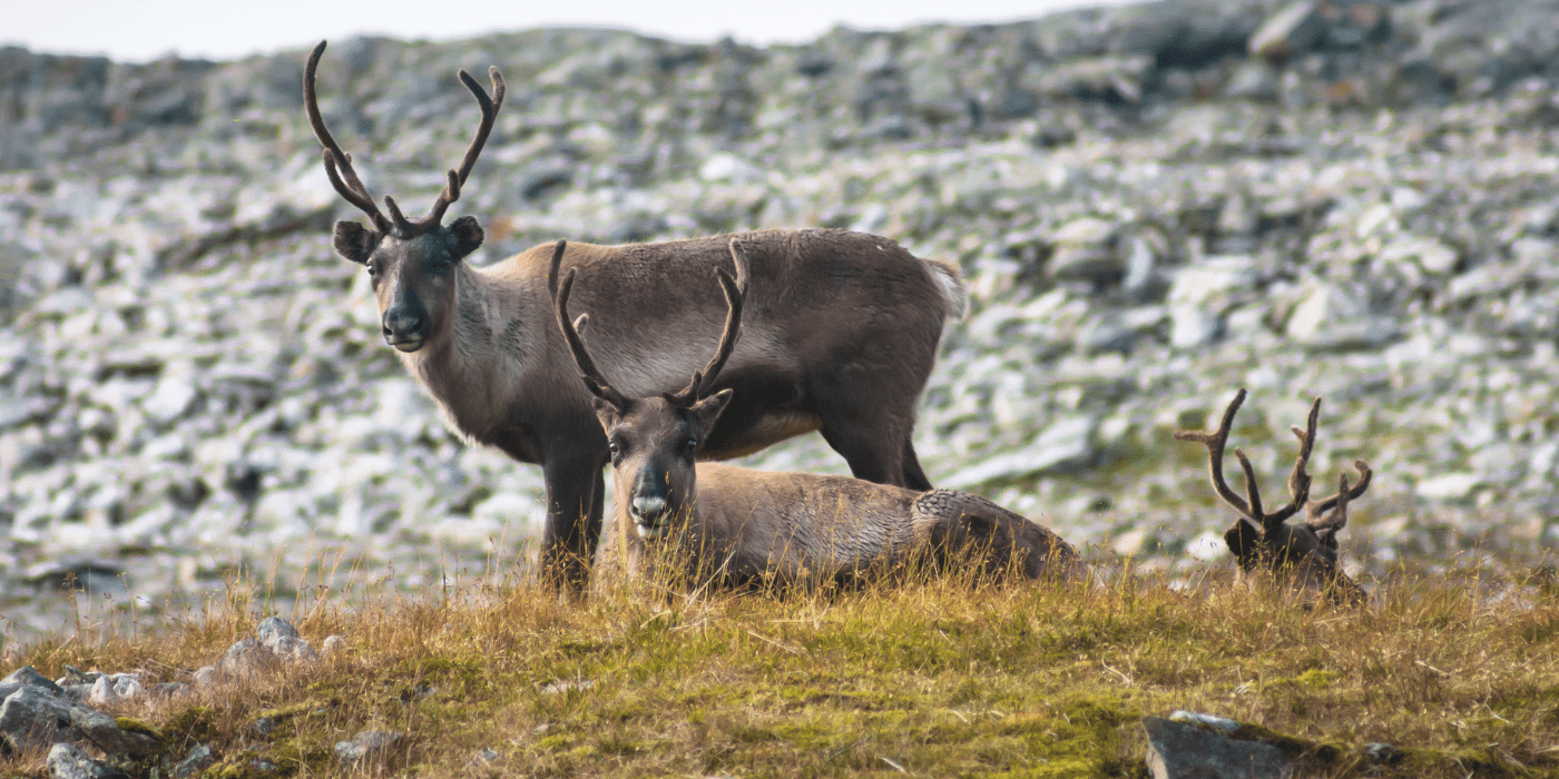 Sobovi, Tromsø, Norveška